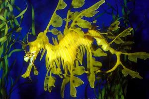 Pictures of Leafy Seadragon