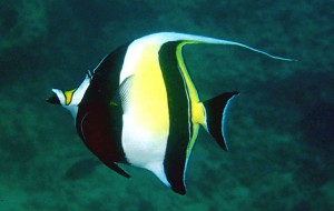 Photos of Moorish Idol