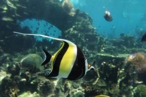 Pictures of Moorish Idol