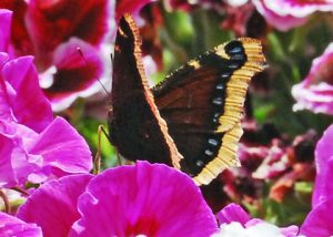 Mourning Cloak Butterfly Image