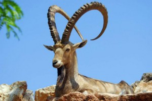 Nubian Ibex Picture