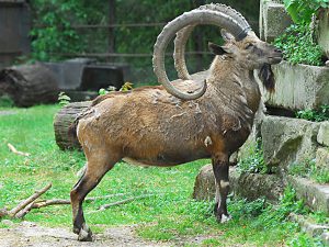 Photos of Nubian Ibex