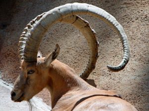 Pictures of Nubian Ibex