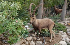 Nubian Ibex Skull Image