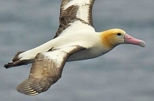 Short-tailed Albatross Flying Image