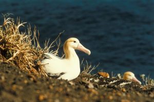 Images of Short-tailed Albatross