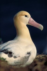 Photos of Short-tailed Albatross