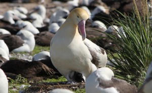 Pictures of Short-tailed Albatross