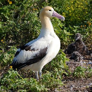 Short-tailed Albatross Picture