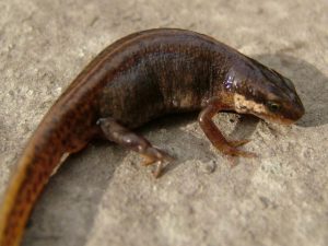 Smooth Newt Picture