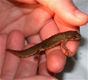 Images of Smooth Newt