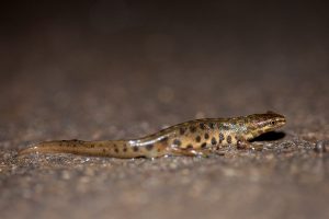 Photos of Smooth Newt