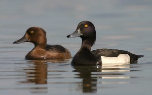 Tufted Duck Picture