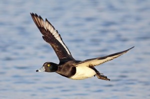 Tufted Duck Flying Image