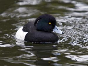 Images of Tufted Duck