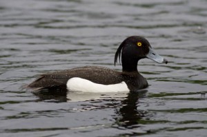 Photos of Tufted Duck