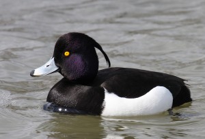 Pictures of Tufted Duck