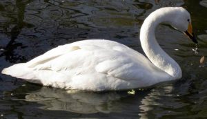 Whooper Swan Picture