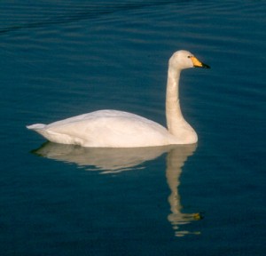 Photos of Whooper Swan