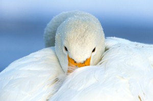 Pictures of Whooper Swan