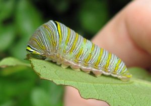 Zebra Swallowtail Butterfly Caterpillar Image