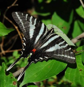 Images of Zebra Swallowtail Butterfly