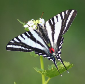 Photos of Zebra Swallowtail Butterfly