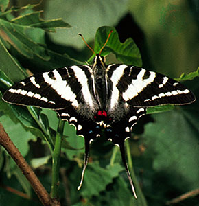 Pictures of Zebra Swallowtail Butterfly