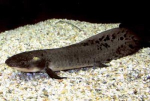 Images of Australian lungfish