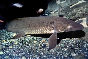 Photos of Australian lungfish