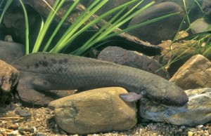 Pictures of Australian lungfish