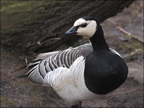 Images of Barnacle Goose