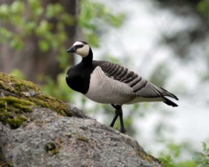 Photos of Barnacle Goose