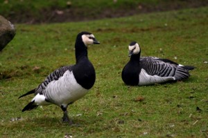 Pictures of Barnacle Goose
