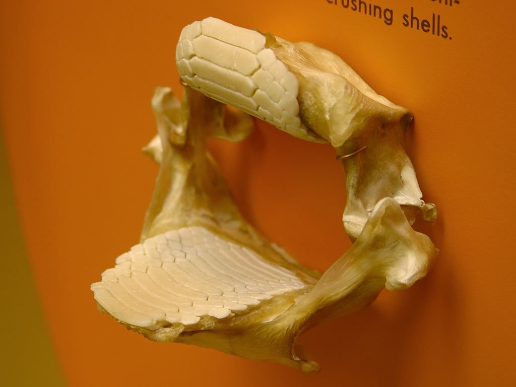 Bat ray skeleton Photo