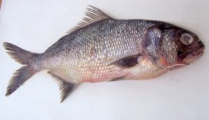 Images of Beard fish