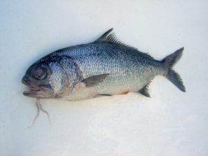 Pictures of Beard fish