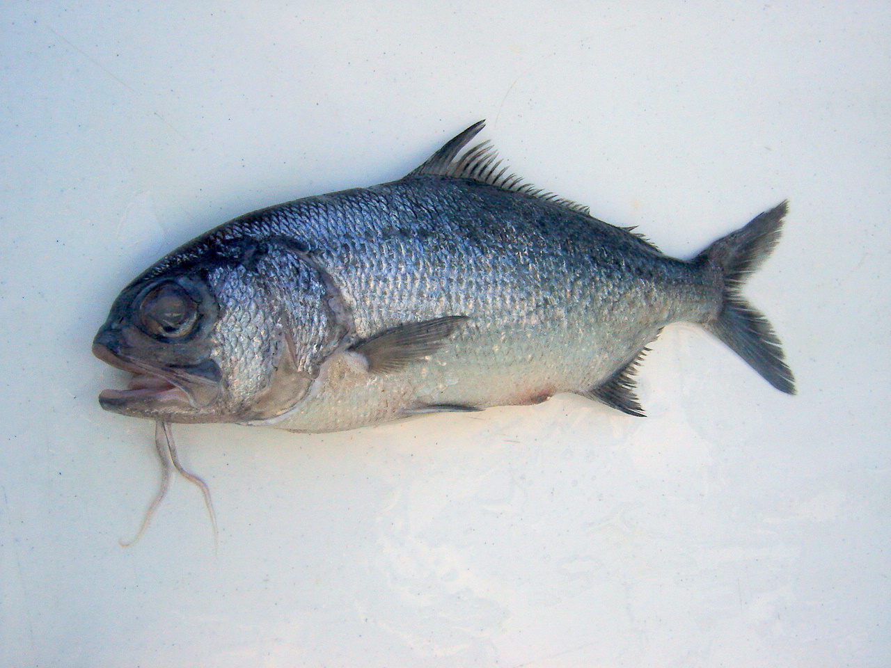 Pictures of Beard fish