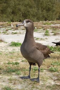 Black-footed Albatross Picture