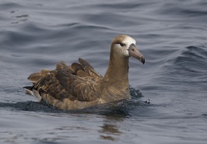 Images of Black-footed Albatross