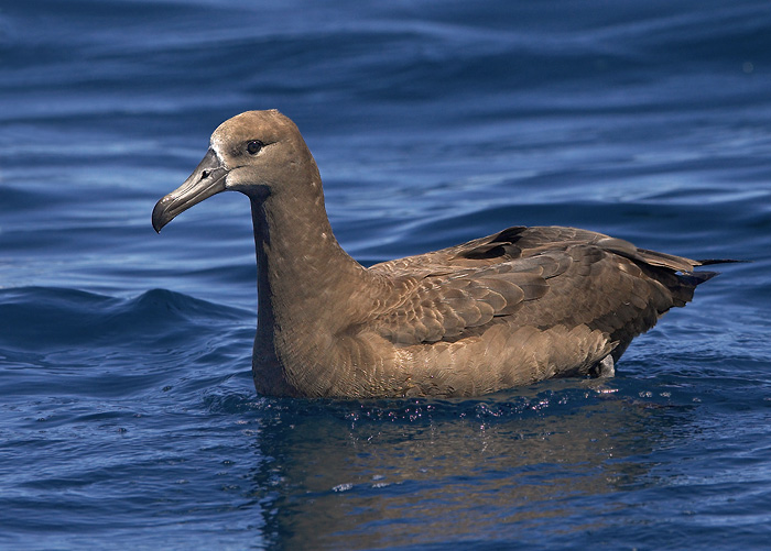 Photos of Black-footed Albatross