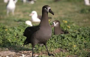 Pictures of Black-footed Albatross