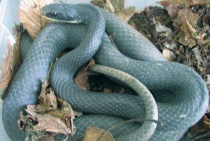 Images of Blue Racer Snake