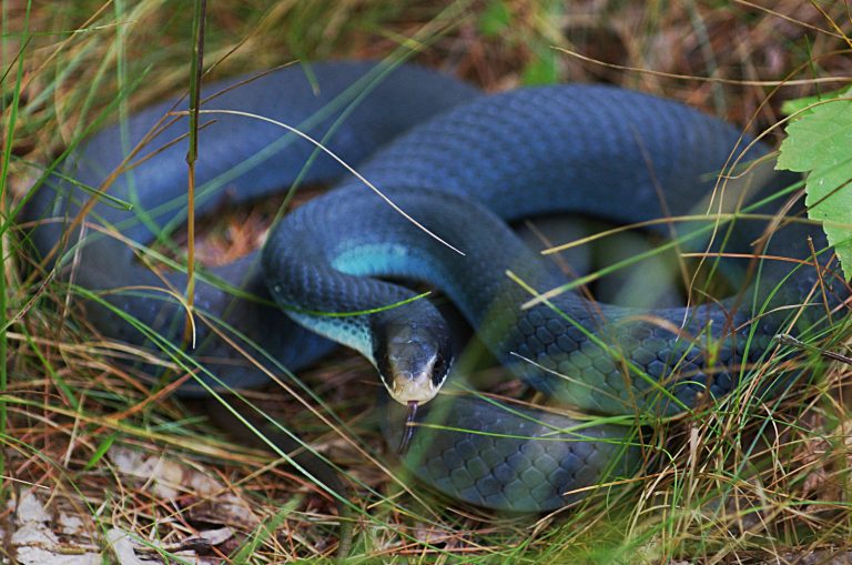 Pictures of Blue Racer Snake