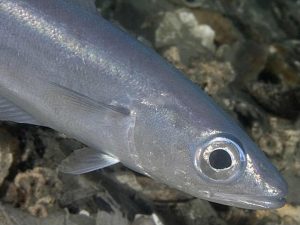 Images of Blue Whiting