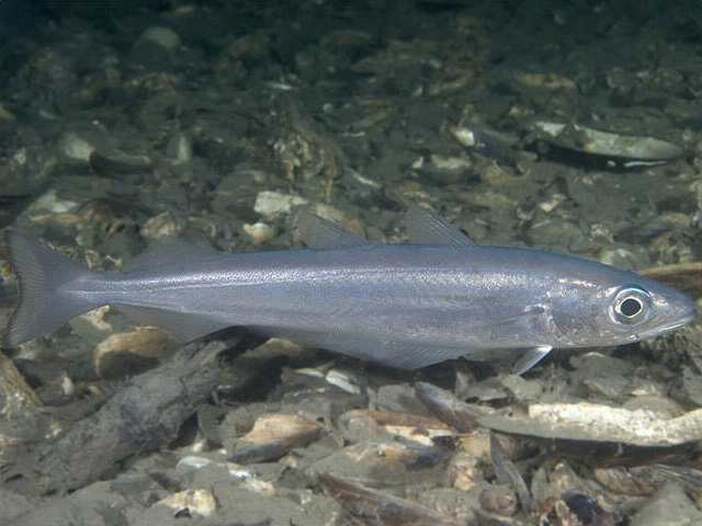 Photos of Blue Whiting