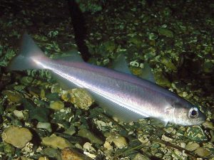 Pictures of Blue Whiting