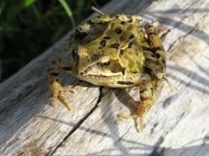 Images of Common Frog