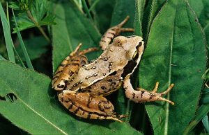 Photos of Common Frog