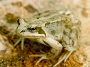 Pictures of Common Frog